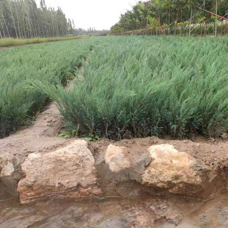 青州沙地柏  沙地柏价格  沙地柏批发  沙地柏种植基地