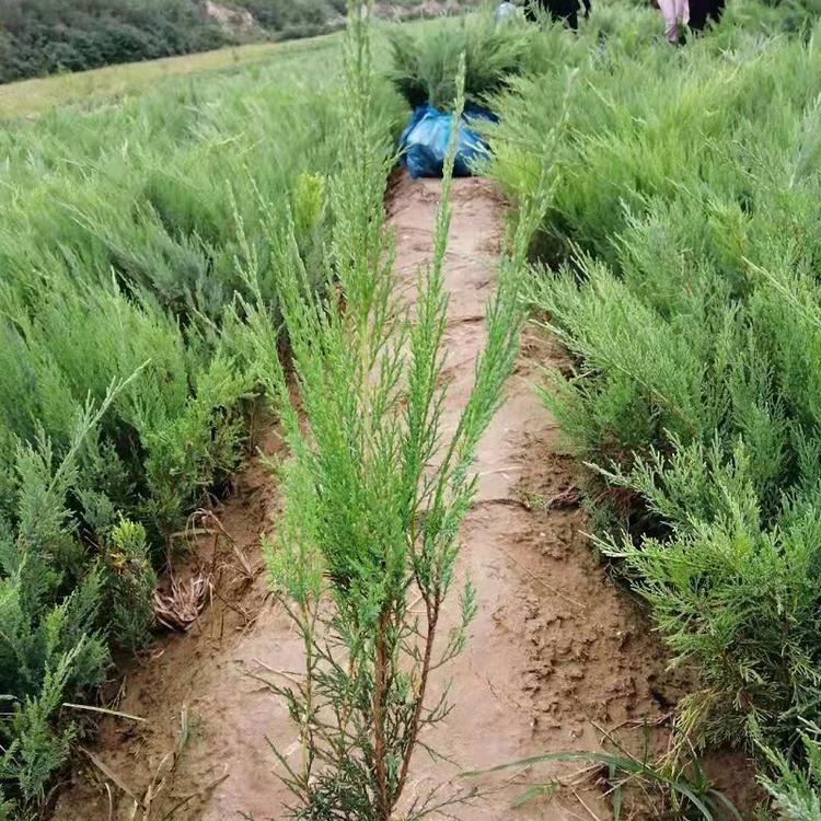 青州沙地柏  沙地柏价格  沙地柏种植基地  沙地柏批发