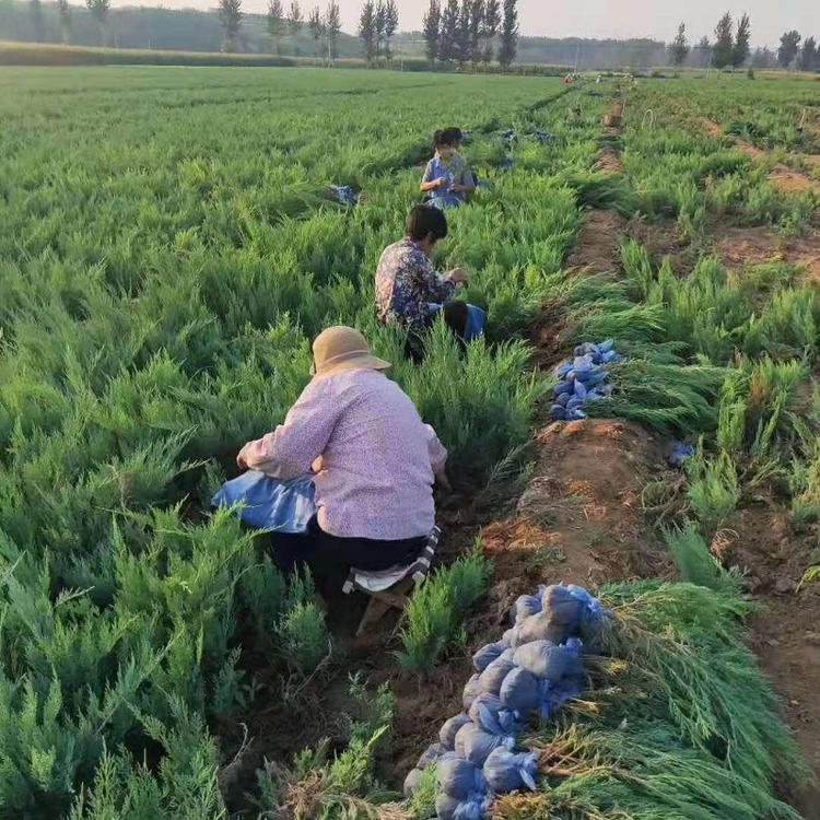 沙地柏供应商  山东沙地柏批发价格  沙地柏种植基地