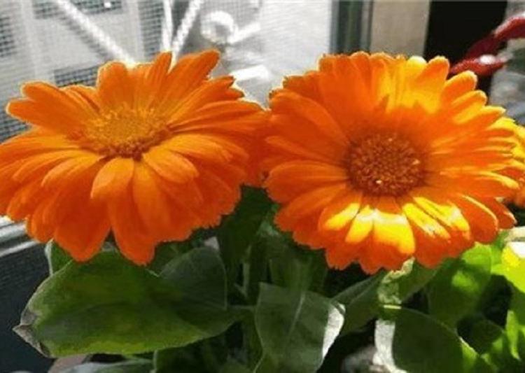 金盏菊批发 金盏菊价格 金盏菊种植销售