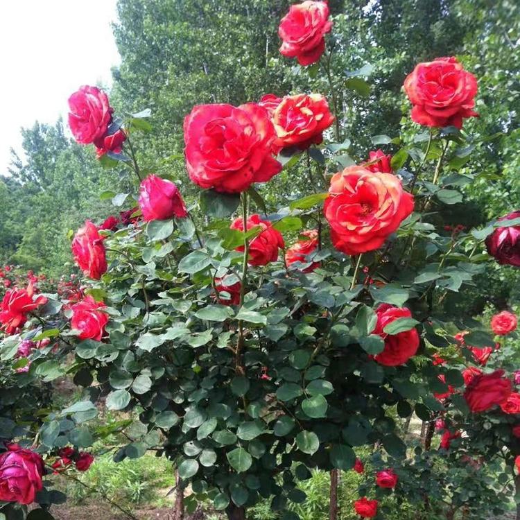月季树  月季树批发  月季树种植基地  树形月季价格