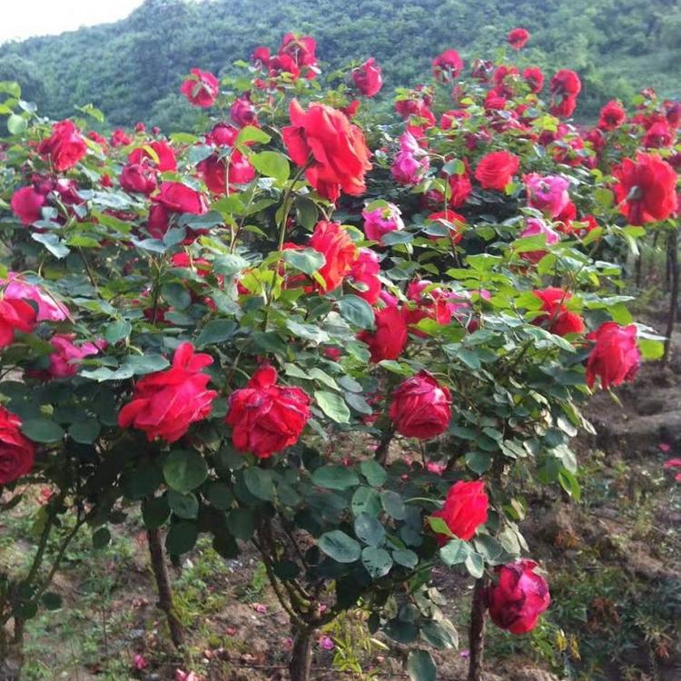 月季树批发价格  山东月季树供应商  月季树种植基地  月季树大量批发