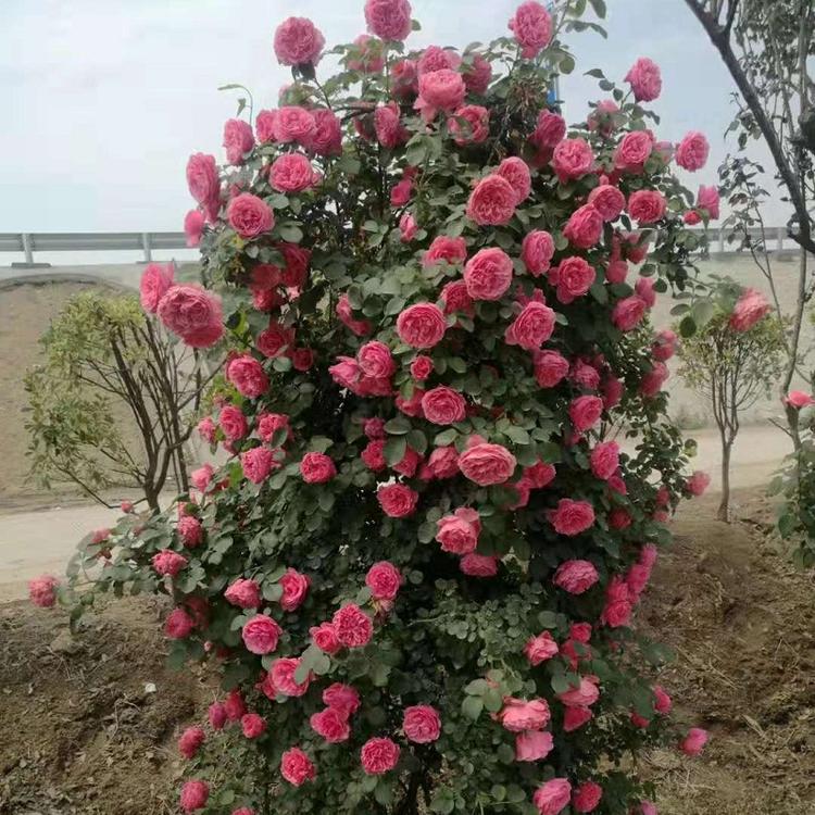 树形月季供应商  山东月季树批发价格  月季树大量批发