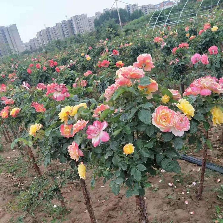 树状月季  树桩月季批发  树状月季价格  树状月季基地
