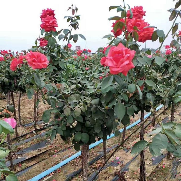山东树桩月季批发商  青州树状月季价格  树状月季供应商