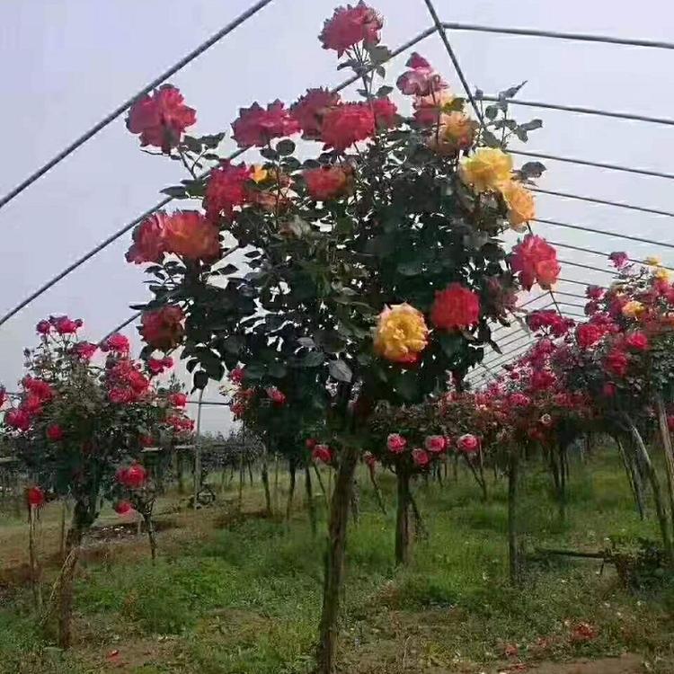 青州树状月季  树状月季价格  树状月季批发  山东树状月季种植基地
