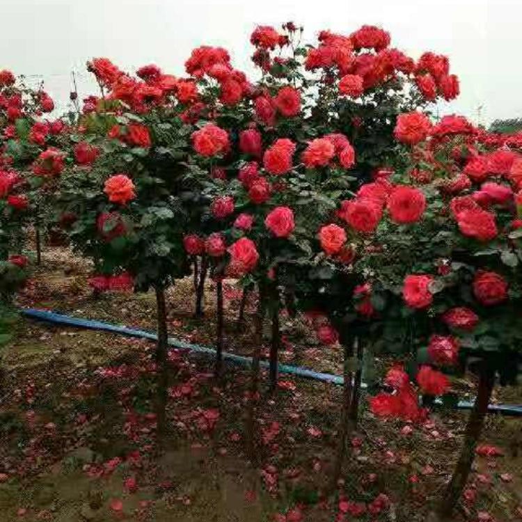 城市美化用树状月季  山东多色树状月季价格  树状月季批发