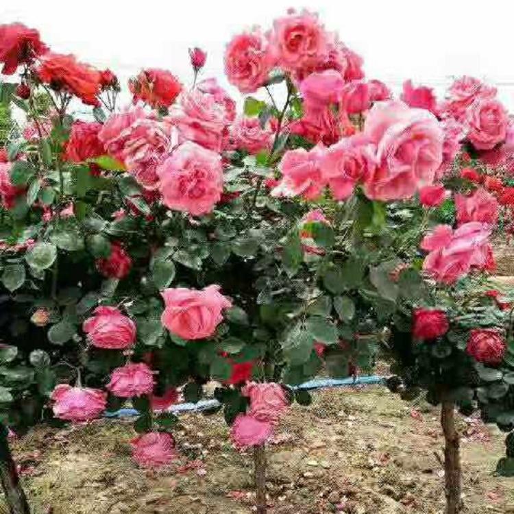青州高干月季批发商  山东高杆月季价格  高杆月季种植基地