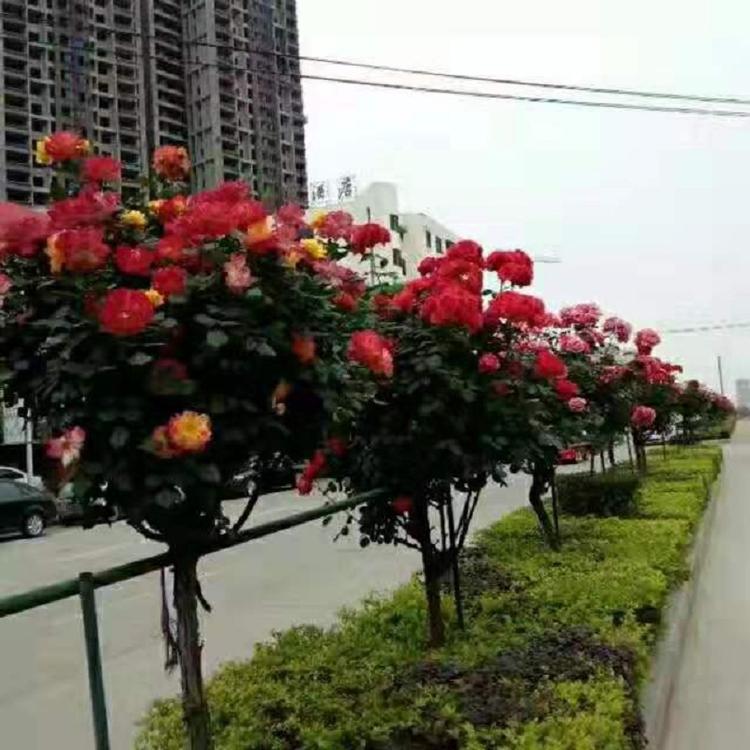 多色高干月季批发商  高杆月季供应商  山东高杆月季种植基地