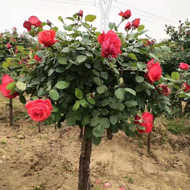 高干月季价格  高杆月季批发商  高杆月季基地