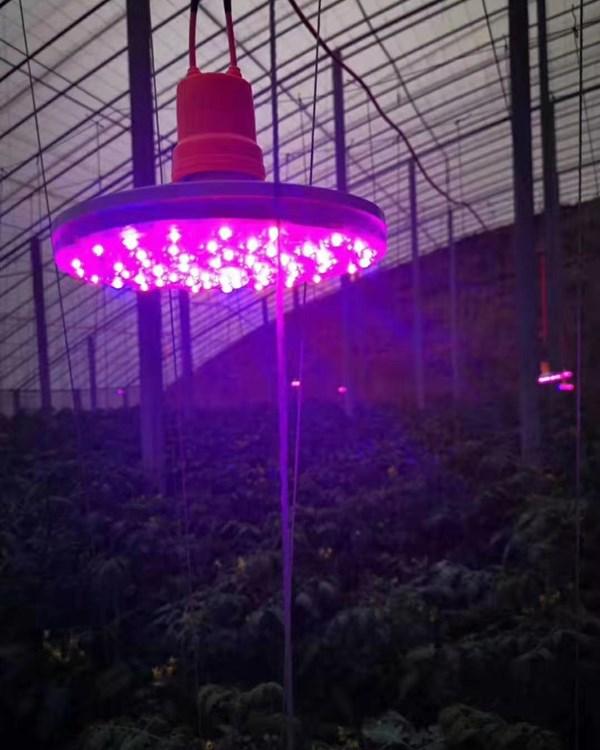 大棚专用红光LED植物生长补光灯批发好价  大棚专用红光LED植物生长补光灯