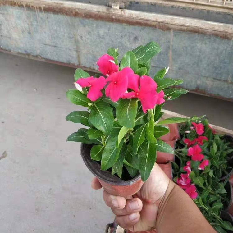 长春花    天天开