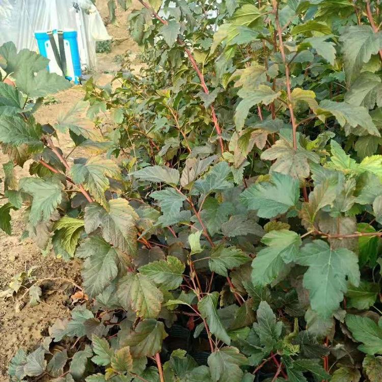 紫叶风箱果批发 金叶风箱果价格 紫叶风箱果供应商