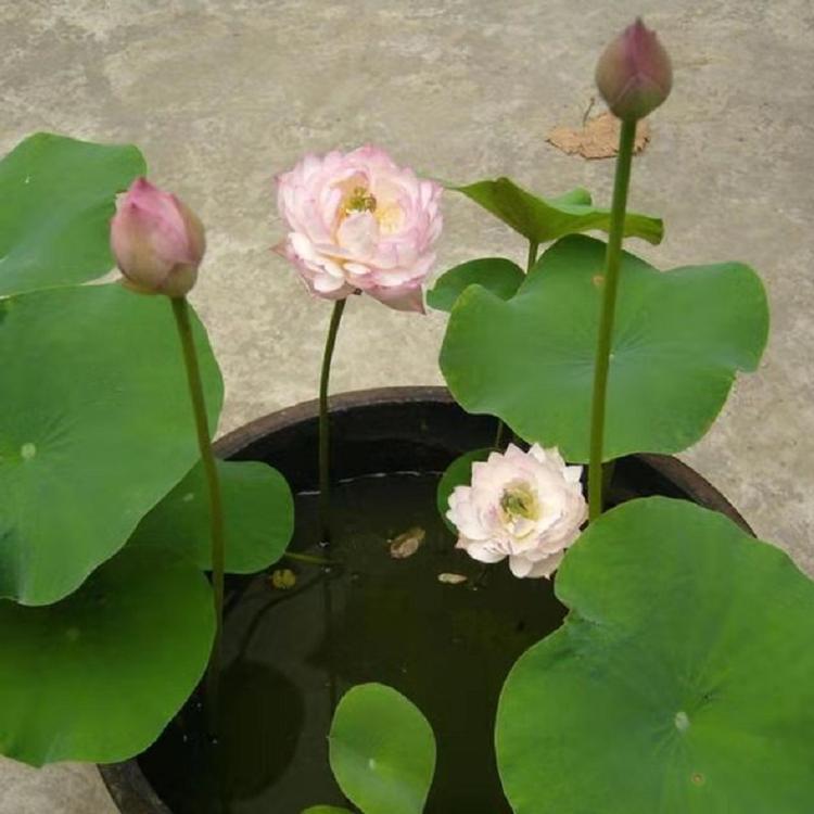 山东荷花批发 荷花种植 水生荷花价格