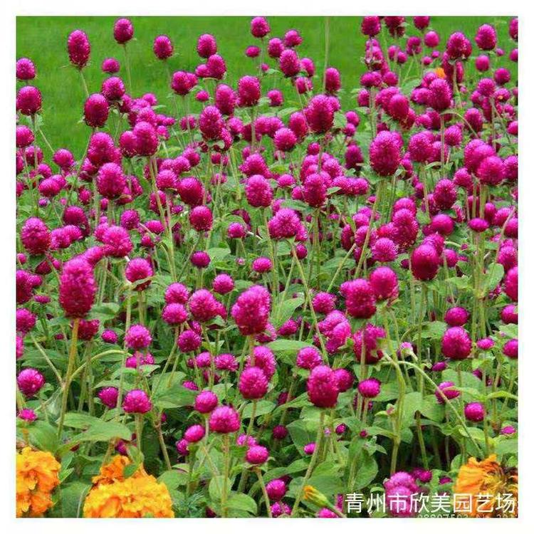 千日红价格 山东千日红批发 千日红种子