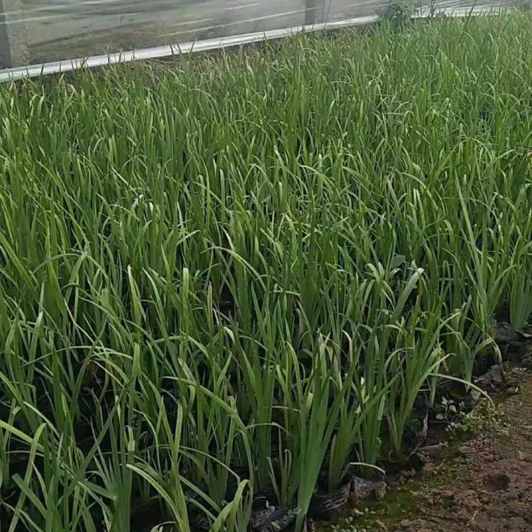 水生燕尾种植基地 黄菖蒲价格 水生燕尾价格 子锐花卉基地直供