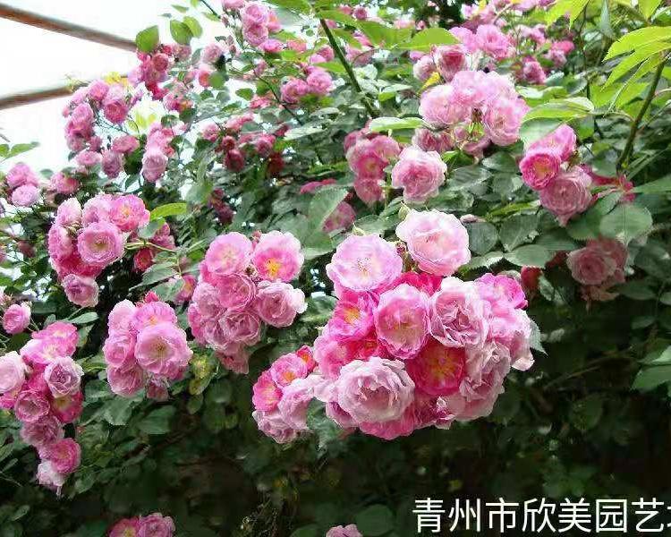 蔷薇批发商 蔷薇种植 蔷薇工程苗价格