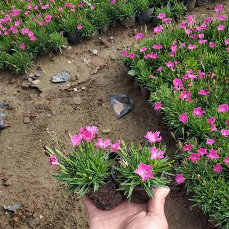 欧石竹花海—欧石竹价格—欧石竹批发