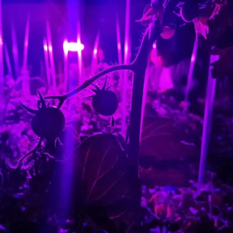 大棚专用植物生长补光灯 雨农LED植物生长补光灯价格实惠