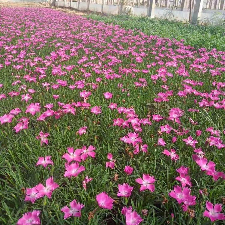 山东宿根花卉批发  欧石竹花海—欧石竹批发—青州时令草花