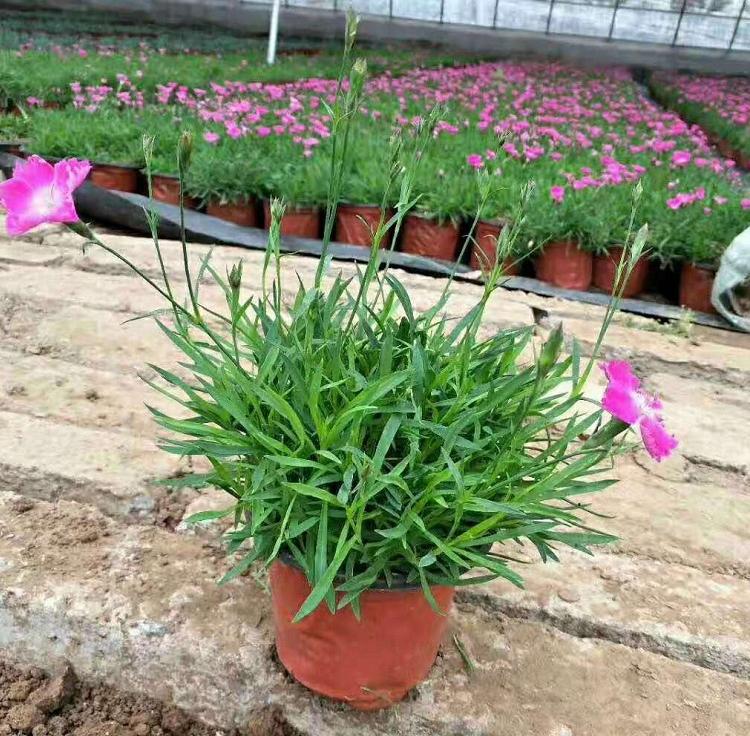 青州宿根花卉批发  欧石竹种植基地批发