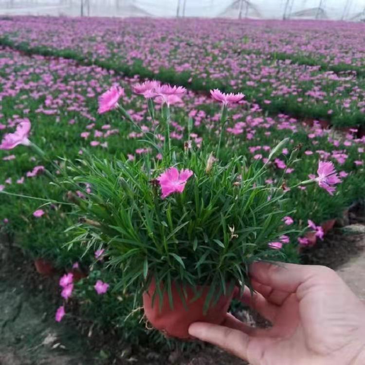 会开花的草坪 青州欧石竹宿根花卉  欧石竹批发价格