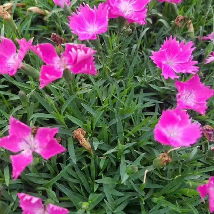 青州草花  宿根花卉基地  欧石竹批发价格