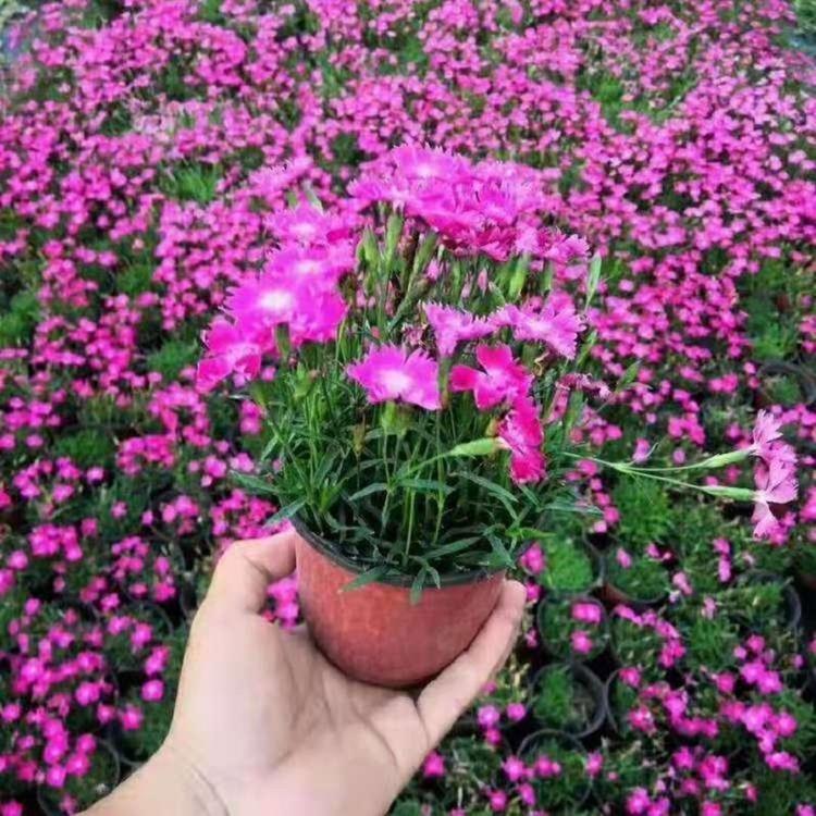 山东宿根花卉批发  欧石竹批发价格  时令草花石竹子