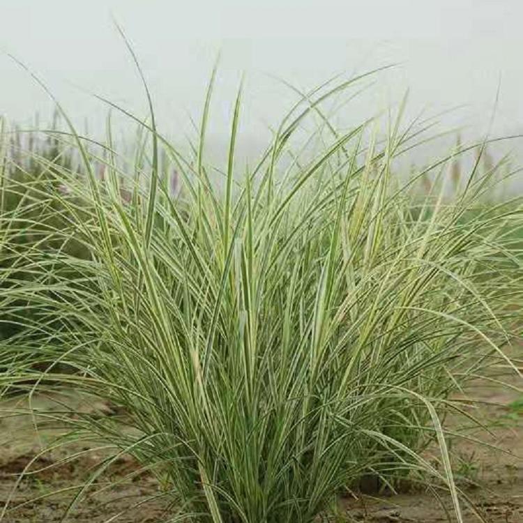 花叶芒批发 花叶芒价格 山东花叶芒种植基地