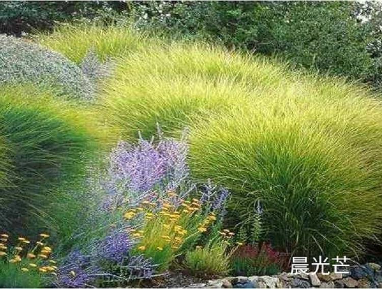 晨光芒批发 观赏草盆栽晨光芒 晨光芒价格