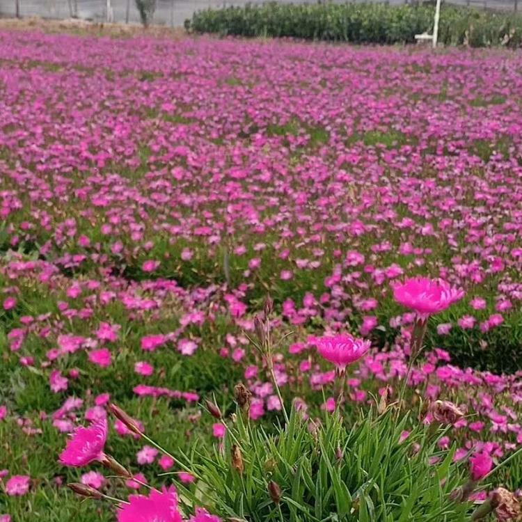 多年生宿根花卉欧石竹批发价格  花期长  耐寒耐旱
