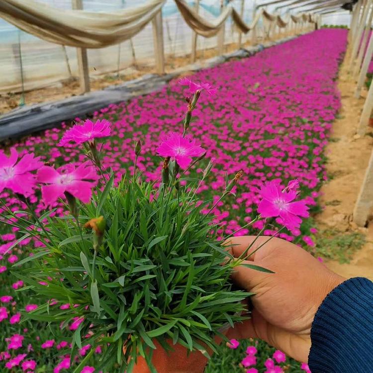一二年生草花批发  抗寒欧石竹批发  欧石竹花海