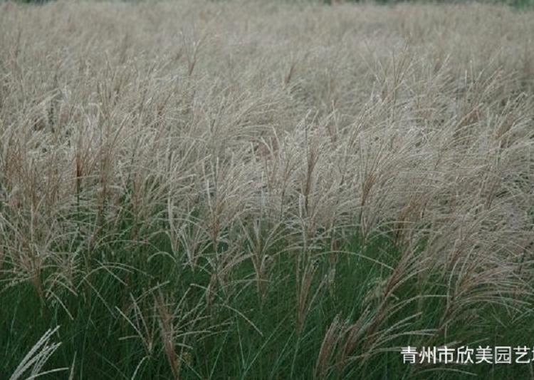 山东批发商晨光芒 观赏草晨光芒价格 供应晨光芒