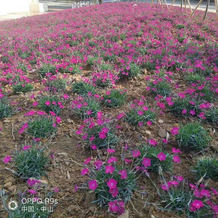 多年生欧石竹批发基地  石竹价格  山东宿根花卉
