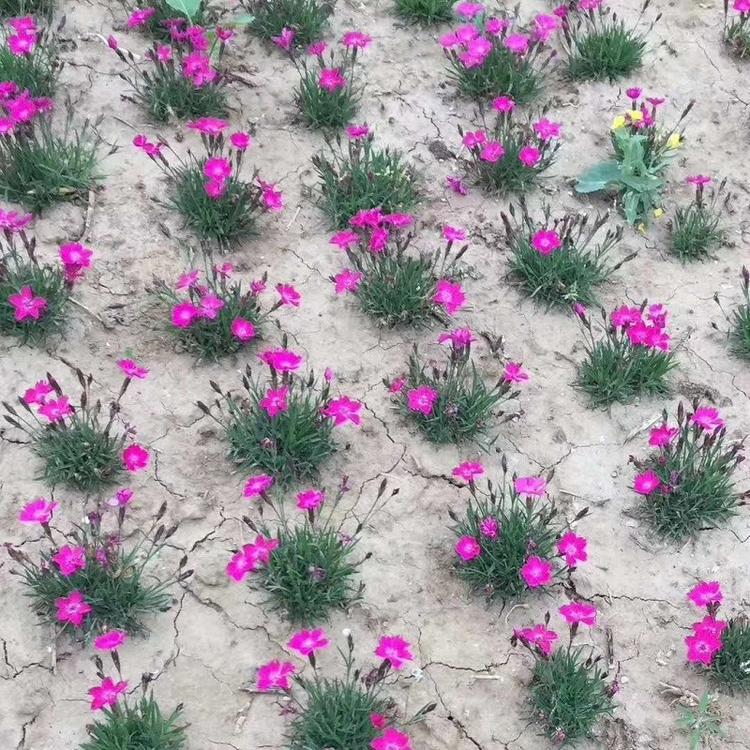 山东宿根花卉欧石竹批发基地  欧石竹价格 开花的草坪