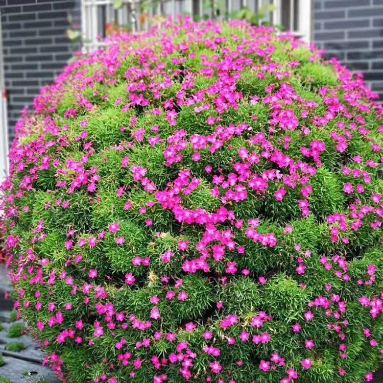 供应地被苗木 会开花的草坪批发  宿根欧石竹批发价格