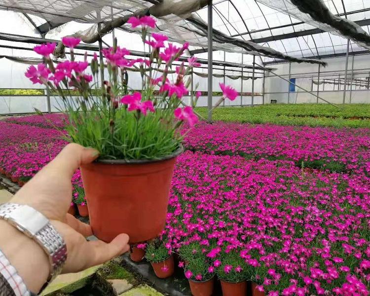 草花批发  山东宿根欧石竹批发价格  时令草花批发