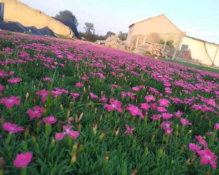 花坛用欧石竹批发  开花草坪  欧石竹价格