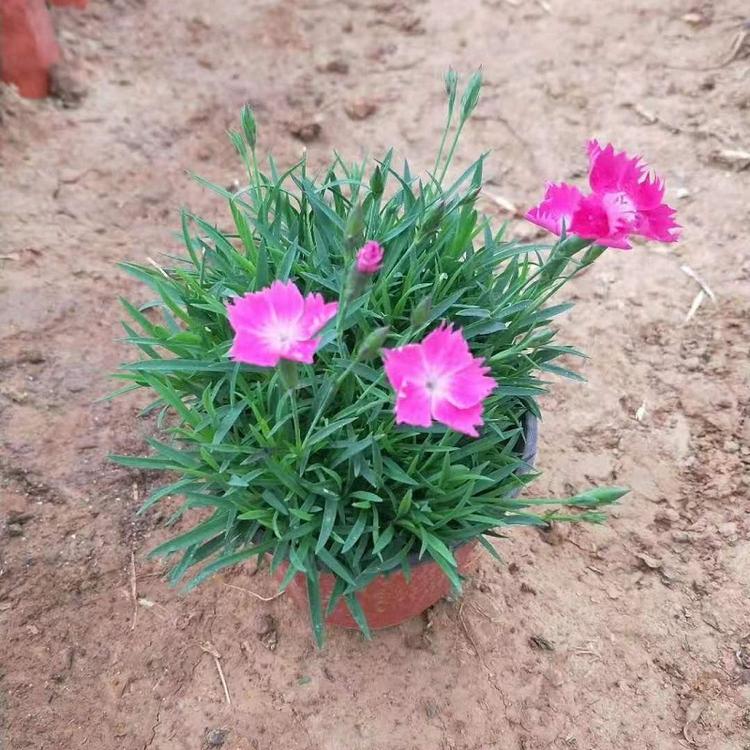 宿根花卉  时令草花  欧石竹批发价格