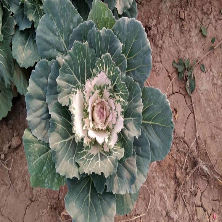 羽衣甘蓝 羽衣甘蓝供应商