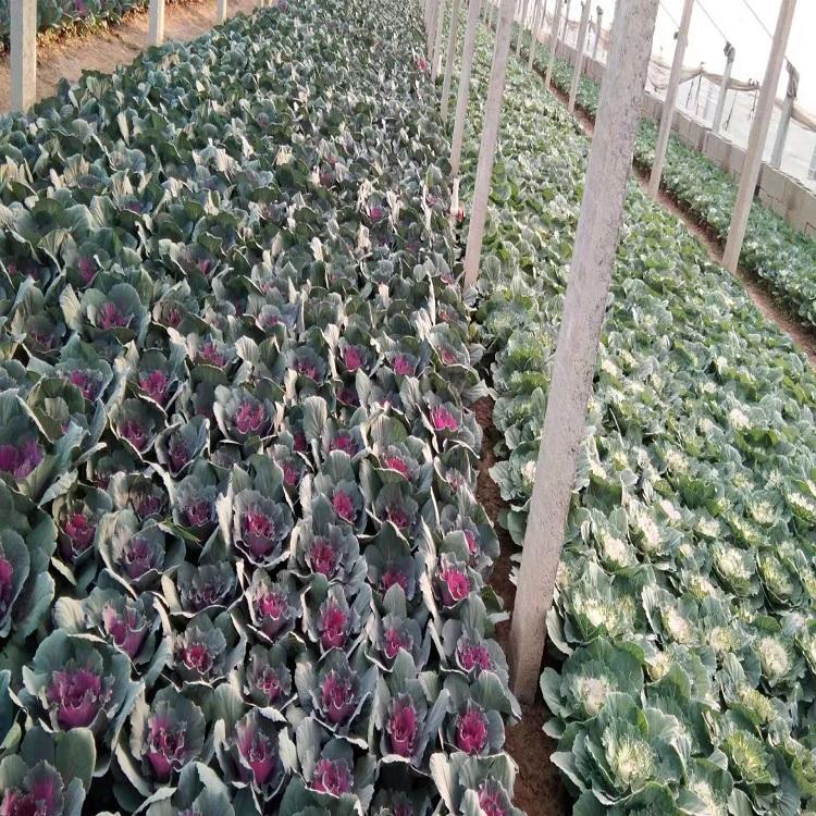 羽衣甘蓝 羽衣甘蓝价格