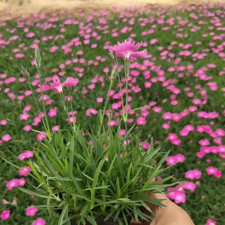 欧石竹批发商  宿根花卉  时令草花  草花供应商