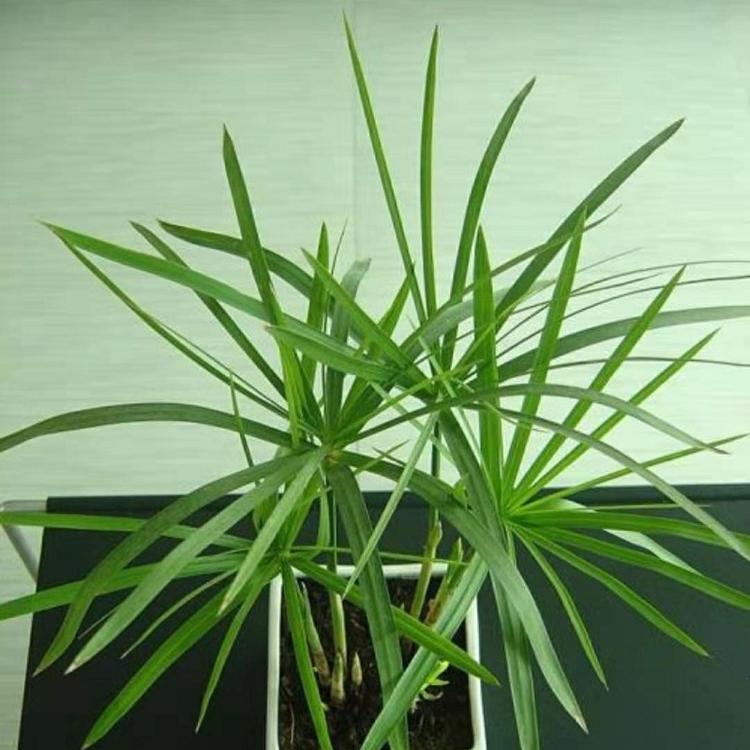 旱伞草 旱伞草种植基地 水生植物旱伞草批发价格