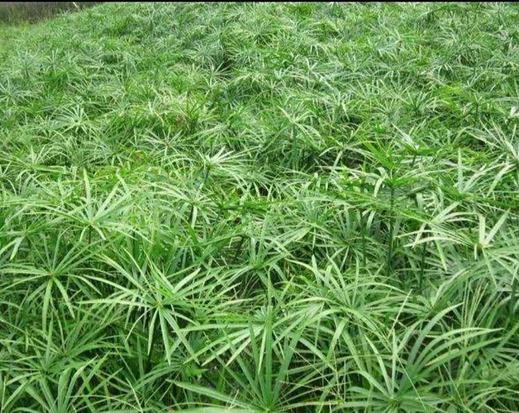 旱伞草价格 旱伞草种植 水生植物旱伞草批发
