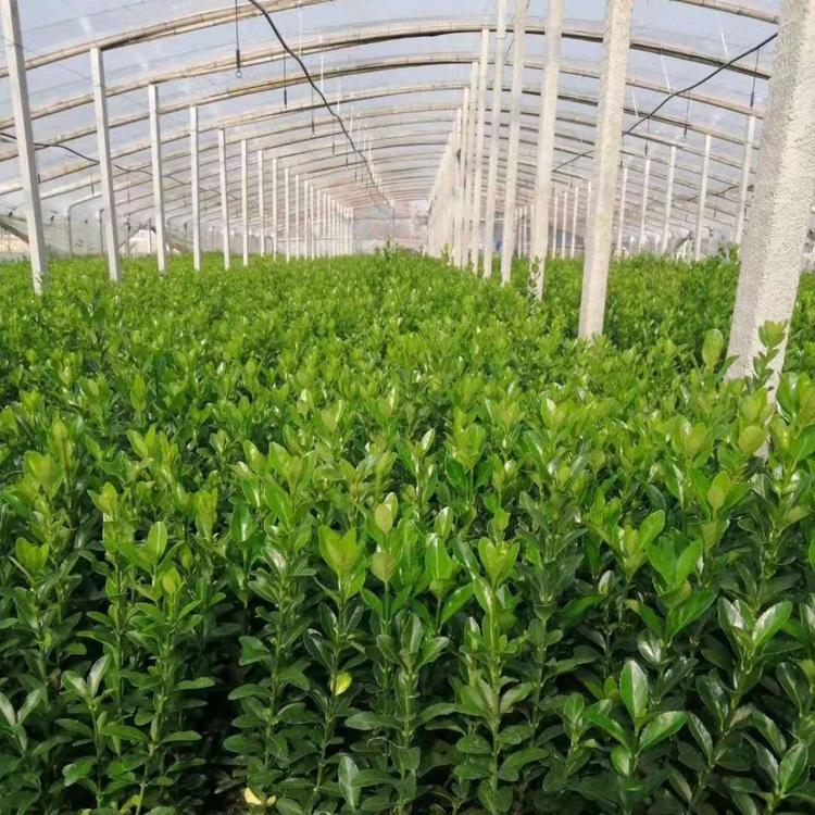 大叶黄杨种植基地  大叶黄杨价格 青州子锐花卉基地直发