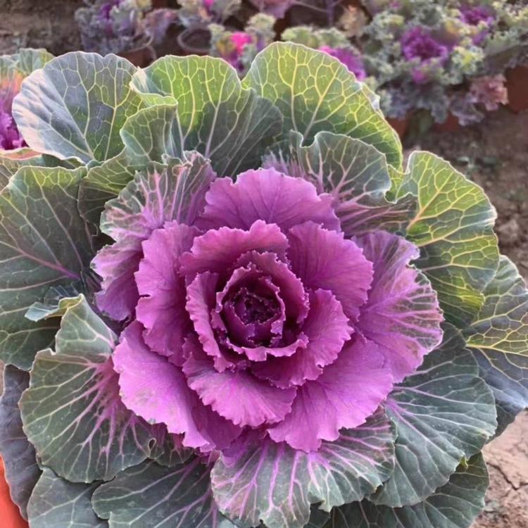 羽衣甘蓝种植基地   租摆羽衣甘蓝价格   青州子锐花卉  羽衣甘蓝报价
