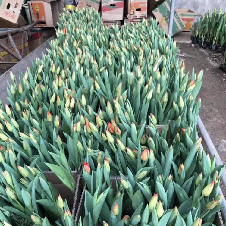郁金香种植基地  郁金香价格   子锐花卉   郁金香报价  郁金香销售
