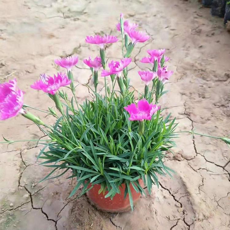 欧石竹批发价格  园林绿化用草花基地  会开花的草坪