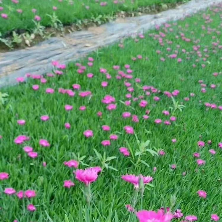 欧石竹花海  宿根花卉批发  时令草花基地