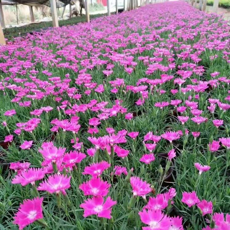 大量出售会开花的草坪  欧石竹价格  欧石竹批发